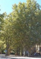 Pétition pour la sauvegarde des platanes de Sarrant !