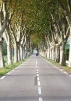 Prix des Allées d’Arbres 2021